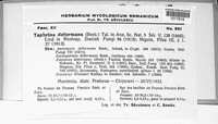 Taphrina deformans image